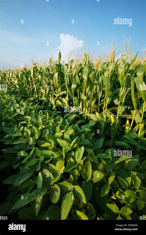 Side By Side Mid Growth Crops Of Soybeans Left And Grain Corn Right