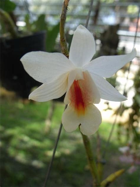 Dendrobium Christyianum Dendrobium Spezies Und Hybriden Pflanzenforum