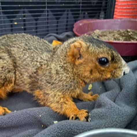 Eastern Fox Squirrel Overcomes Head Trauma Emeraidvet