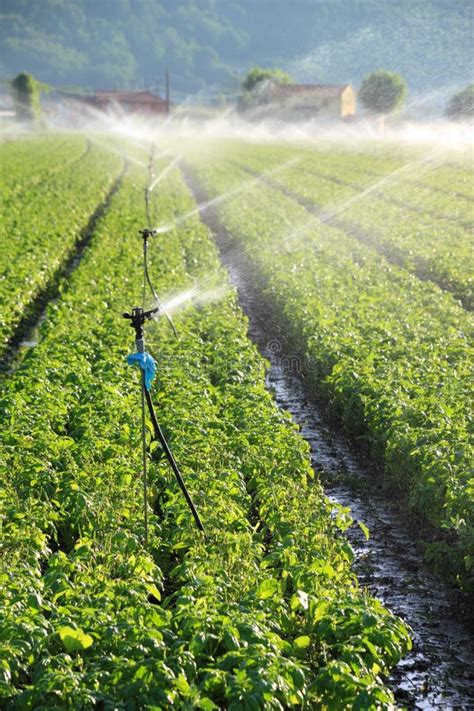 Irrigation on farm field stock photo. Image of field - 20650904