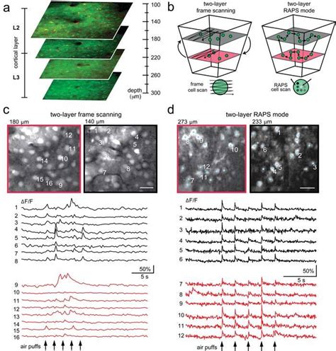 Two Photon Two Layer Calcium Imaging In Mouse Neocortex A Two Photon