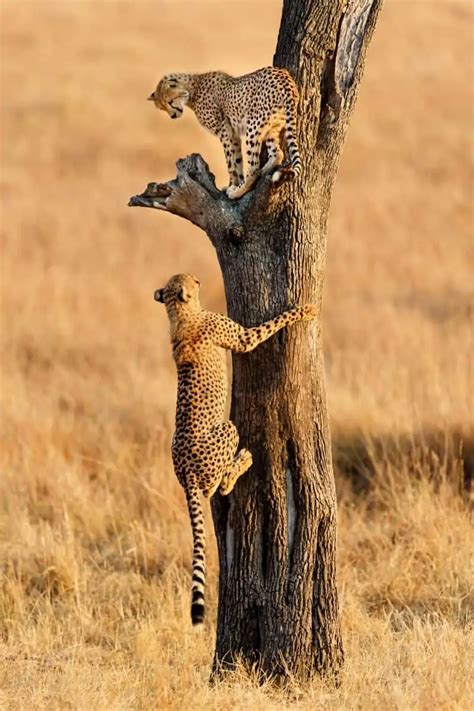 Can Cheetahs Climb Trees How Do They Fare