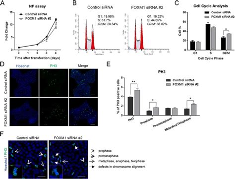 FOXM1 Knockdown In HESCs Impairs Cell Proliferation With Delay At The