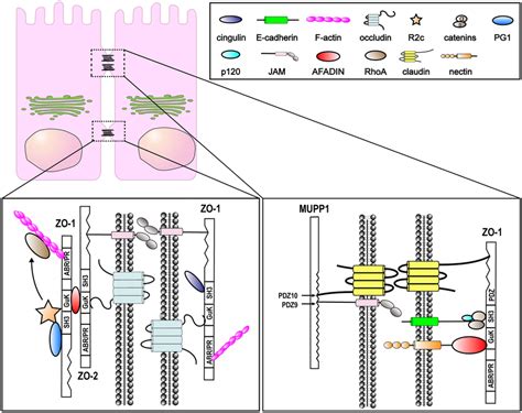 Structure Of Tight Junctions TJs In Epithelial And Endothelial Cells