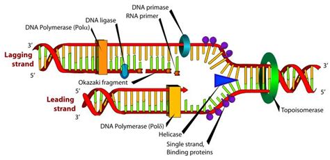 DNA Replication Biochemistry Medbullets Step 1