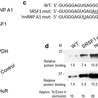 RNA pull-down analysis of SRSF1 and hnRNP A1 binding to their original ...