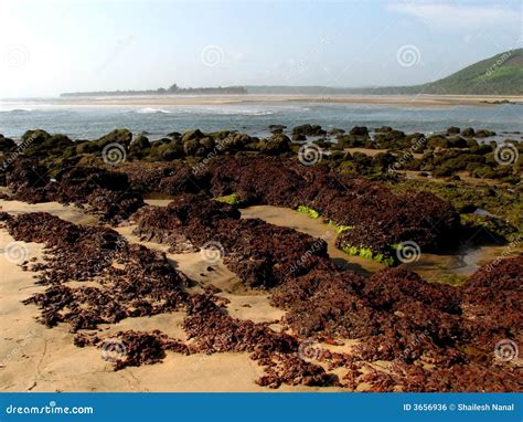 Rochas Na Praia Indiana Foto De Stock Imagem De Rocha