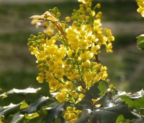 Mahonia Plantation Floraison Et Conseils D Entretien