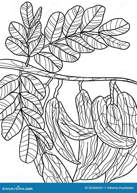 Simple Adult Coloring Page Stock Photos Free Royalty Free Stock