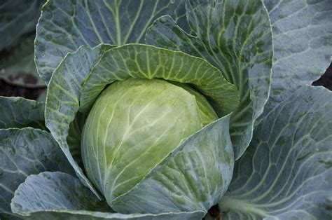 Brassicas Plant Care And Collection Of Varieties