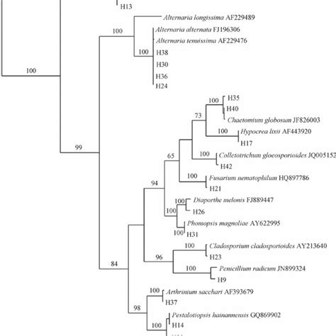 Phylogenetic Tree Showing The Relationship Between Endophytic Fungi Of