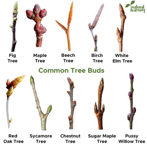 Tree Bud Identification For Young Children