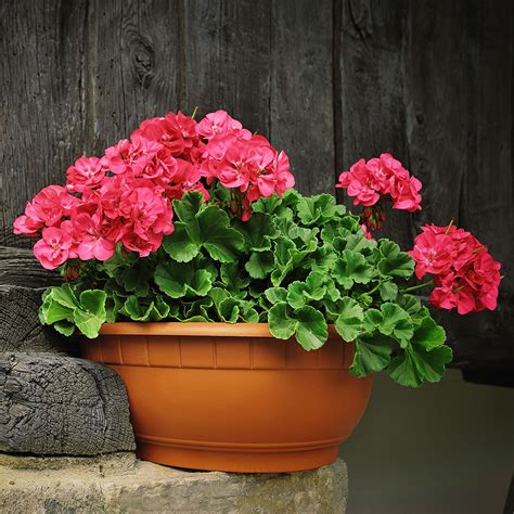 Geranium Care Guide Four Types Of Geraniums And How To Care For Each