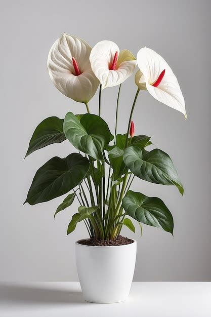 Premium Photo Anthurium In White Flowerpot Isolated On White Background