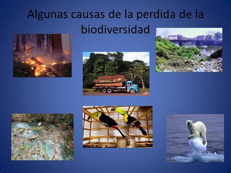 Valoracion De La Biodiversidad Causas Y Consecuencias Ppt Descargar Themeloader