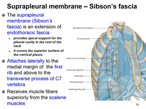 Suprapleural Membrane