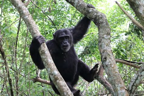 Day Nights Uganda Chimpanzee Trekking Safari Tour In Kibale Forest