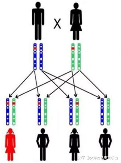 耳聋基因的检测 知乎