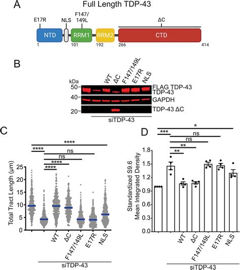 Crucial Tdp 43 Domains In R Loop Regulation A Schematic Of Tdp 43