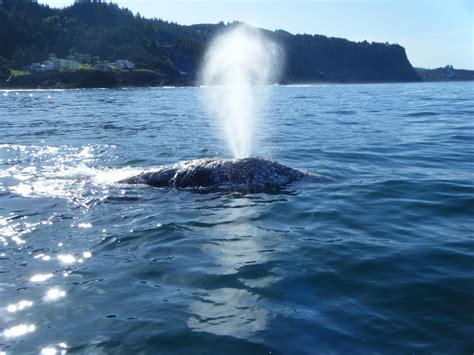 Oregon Whale Watching Tours