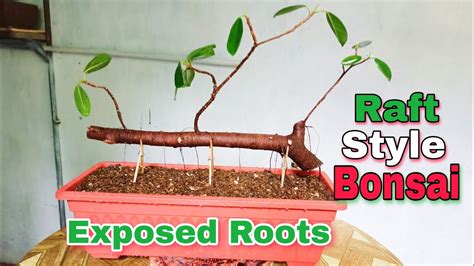 PAANO GUMAWA NG EXPOSED ROOTS RAFT STYLE BONSAI FICUS NANA FICUS