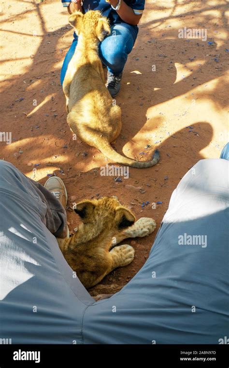 Month Old Lion Cub Panthera Leo Lying On The Ground In The Shadow