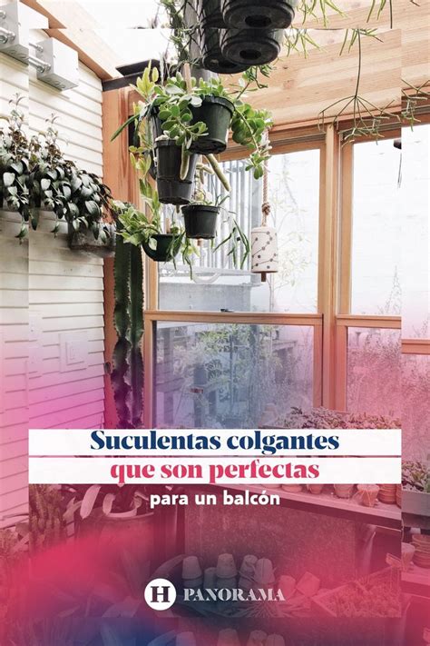 4 suculentas colgantes que puedes colocar en un balcón y son perfectas