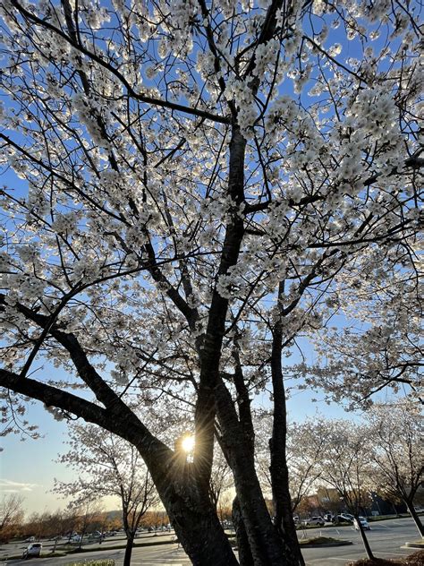 Cherry Blossoms At Knoxville Supercharger Tesla Motors Club