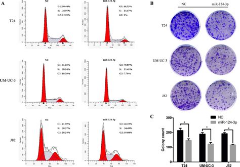 R P Induces G Phase Arrest And Inhibits Clonogenicity In Bladder