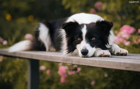 Ławka Border Pies Collie Na Pulpit