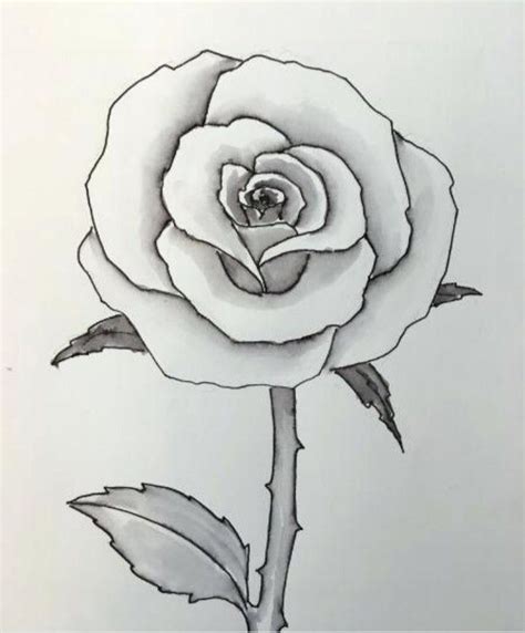 Rose Zeichnen Bleistift Leicht