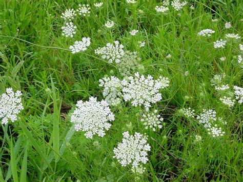 11 Common Weeds With White Flowers (With Pictures to Identify)