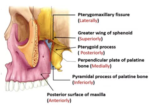 Pterygopalatine Fossa Flashcards Quizlet