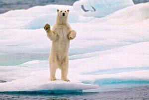 Animals Waving Goodbye - the Look in their Eyes Says it All