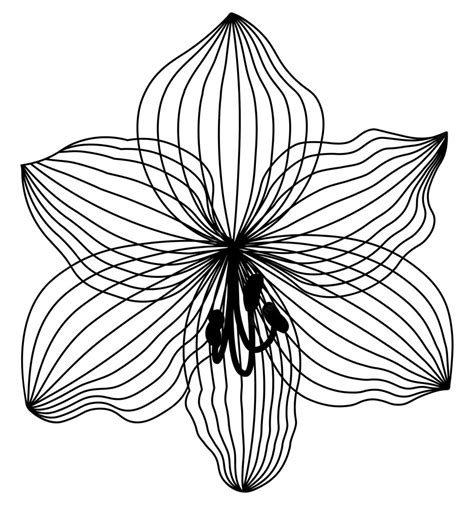 Premium Vector | Lily flower drawing lily drawing flower drawing black ...