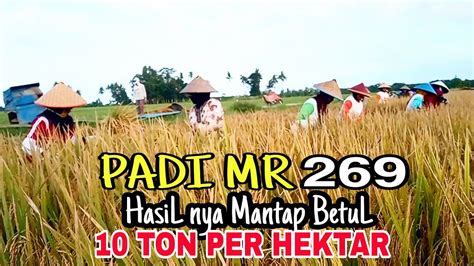 PADI MR 269 HASIL NYA LUAR BIASA 10 TON PER HEKTAR YouTube