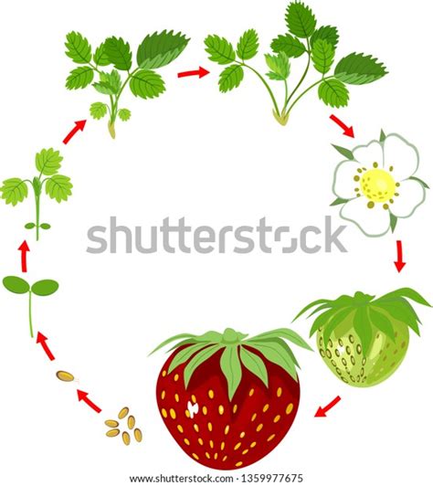 Life Cycle Strawberry Plant Growth Stage Stock Vector Royalty Free