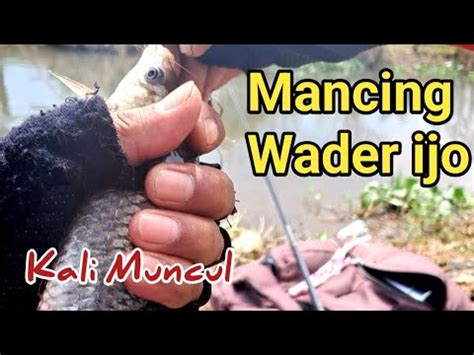 Mancing Wader Ijo Kali Muncul Tiba Tiba Ada Yang Nyuruh Pulang Youtube