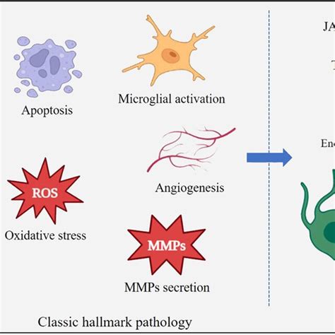 The Mechanisms Of Bbb Damage In Cns Injuries Cns Injuries Inflicted By