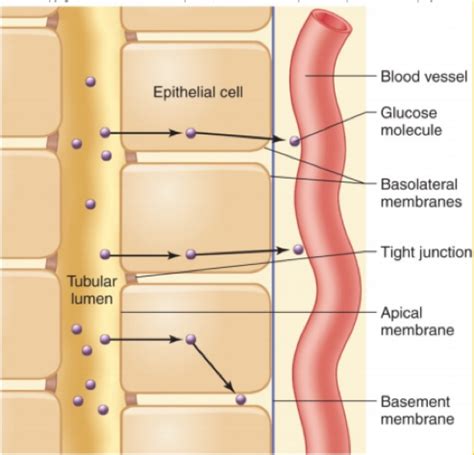 Human Physiology Unit 1 Exam HHP 3500 UIOWA Flashcards Quizlet