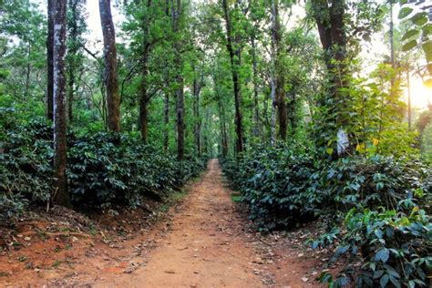 Things You Need To Know About Coorg Coffee Plantations Artofit