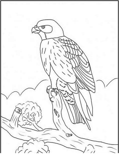 Peregrine Falcon Coloring Page Coloring Nation