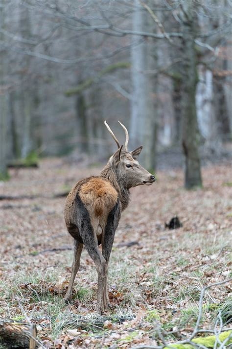 Rothirsch Hirsch Geweih Kostenloses Foto Auf Pixabay