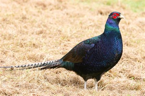 The Jungle Store The Many Colors Of The Pheasant