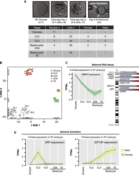 Single Cell Multi Omic Analysis Profiles Defective Genome Activation