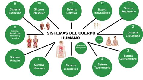 Sistemas Del Cuerpo Humano By Frank Reinaldo Melendre Guia On Prezi