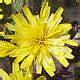 Search Name Contains Hawkweed Minnesota Wildflowers