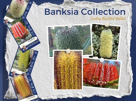 Banksia Seed Collection | Gardening With Angus