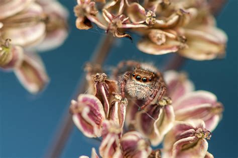 Jumping Spider Photograph By Derek Thornton Fine Art America