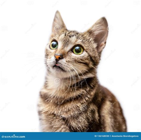 El Gato Rayado Del Gris Muestra La Lengua Aislada En El Fondo Blanco